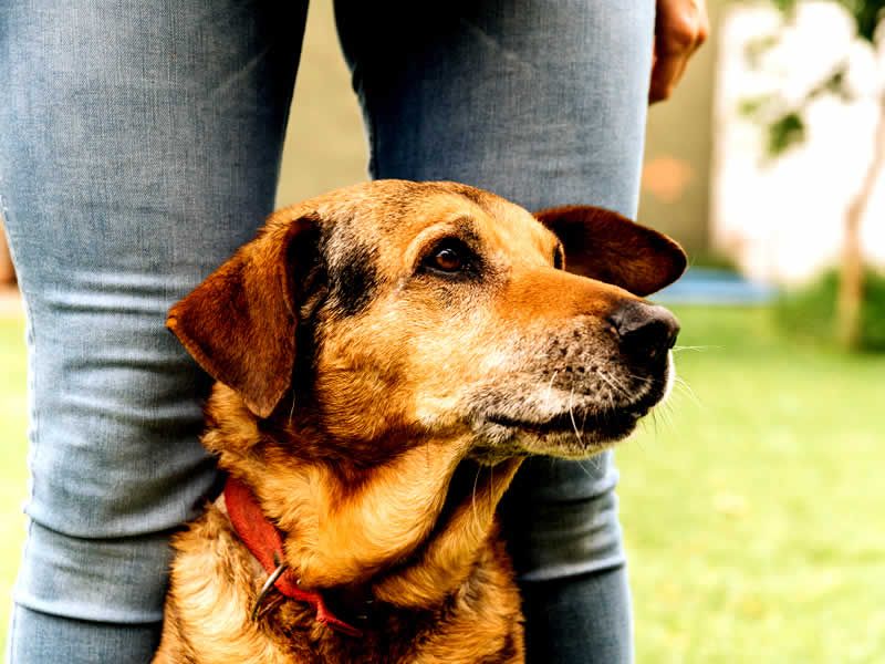 Alain Dubois entrenador canino en CDMX y Estado de Mexico