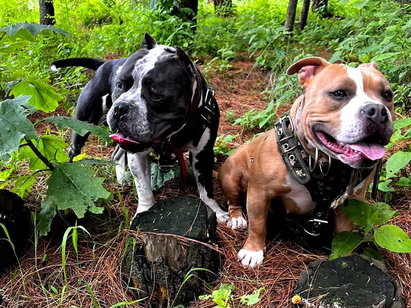 Alain Dubois entrenador canino en CDMX y Estado de Mexico