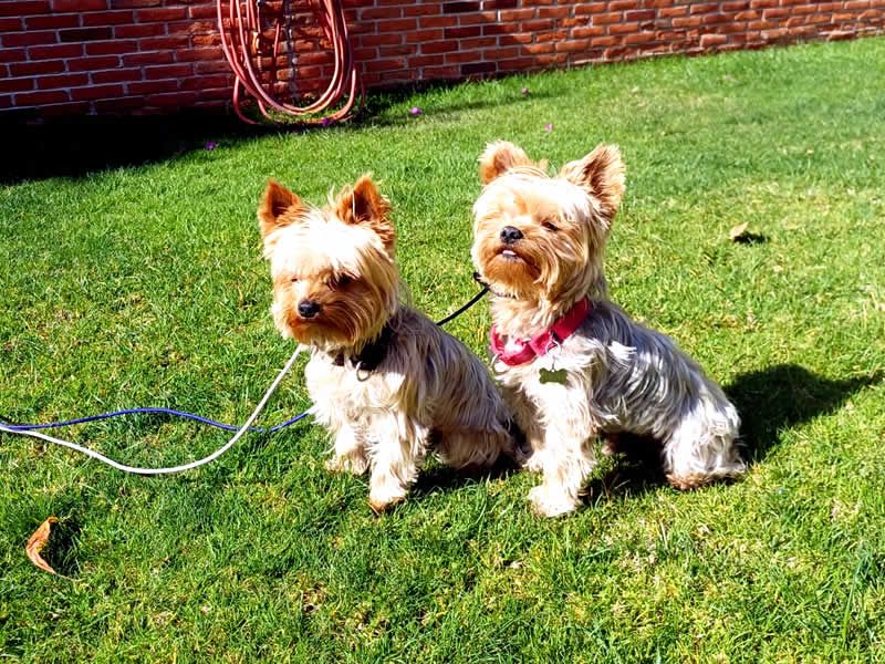 Alain Dubois entrenador canino en CDMX y Estado de Mexico