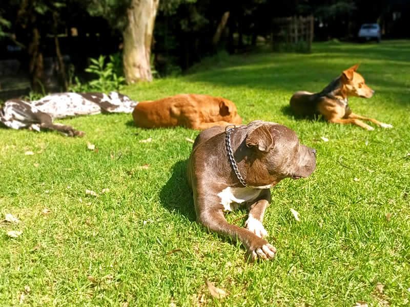 Alain Dubois entrenador canino en CDMX y Estado de Mexico