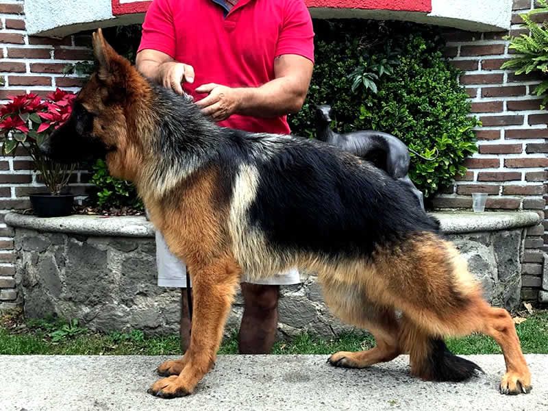 Alain Dubois entrenador canino en CDMX y Estado de Mexico