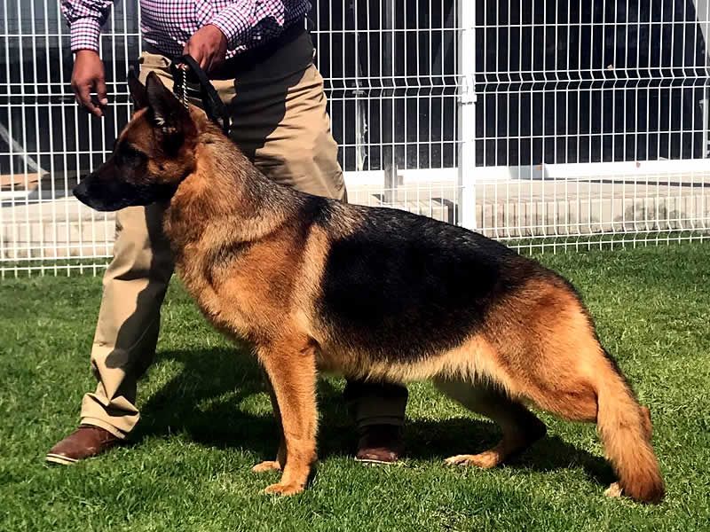 Alain Dubois entrenador canino en CDMX y Estado de Mexico