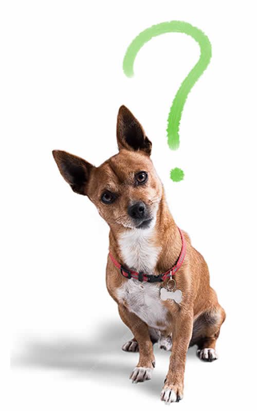 Alain Dubois entrenador canino en CDMX y Estado de Mexico