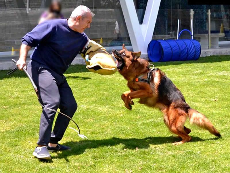 Alain Dubois entrenador canino en CDMX y Estado de Mexico
