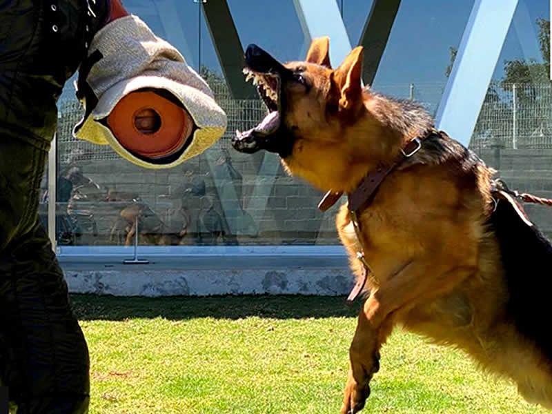 Alain Dubois entrenador canino en CDMX y Estado de Mexico