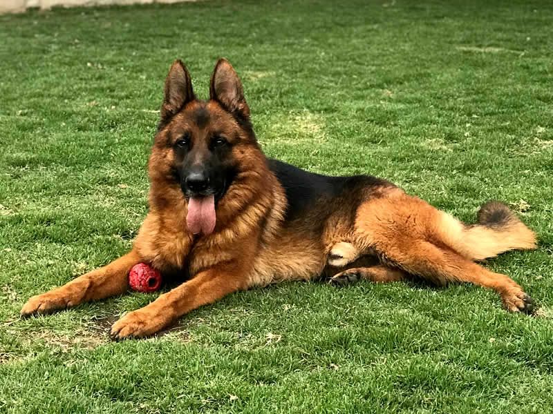 Alain Dubois entrenador canino en CDMX y Estado de Mexico