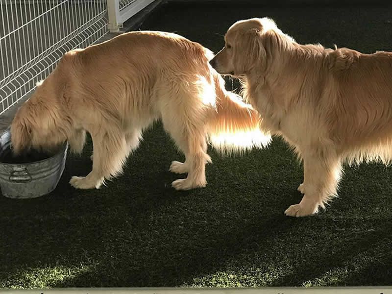 Alain Dubois entrenador canino en CDMX y Estado de Mexico