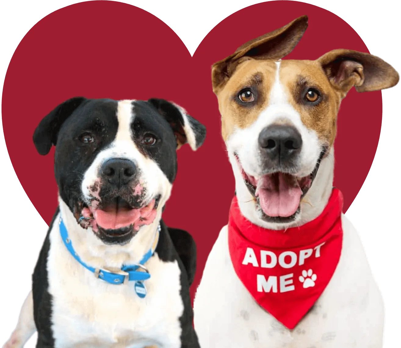 Alain Dubois entrenador canino en CDMX y Estado de Mexico