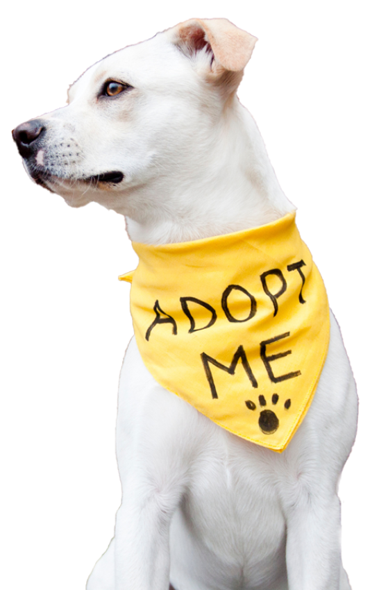 Alain Dubois entrenador canino en CDMX y Estado de Mexico