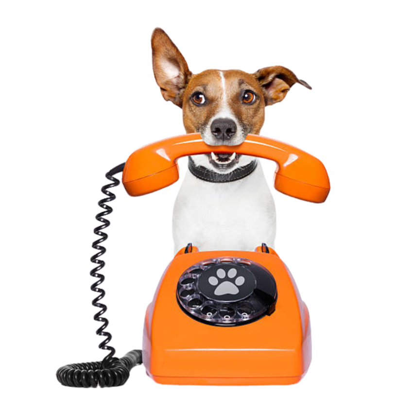 Alain Dubois entrenador canino en CDMX y Estado de Mexico