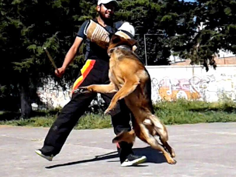 Alain Dubois entrenador canino en CDMX y Estado de Mexico