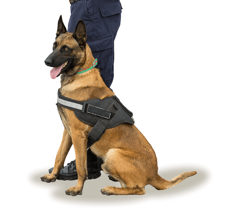 Alain Dubois entrenador canino en CDMX y Estado de Mexico